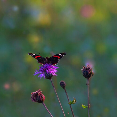 Photo #2497341