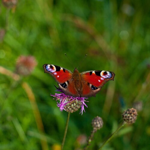 Photo #2497345