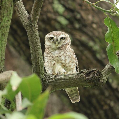 Owl