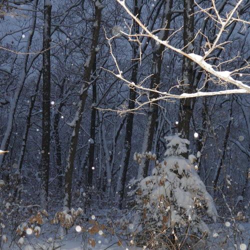 В Новогоднем лесу