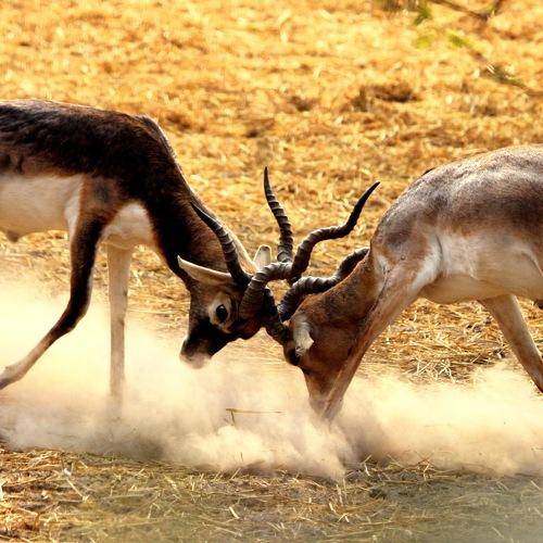 wild fight