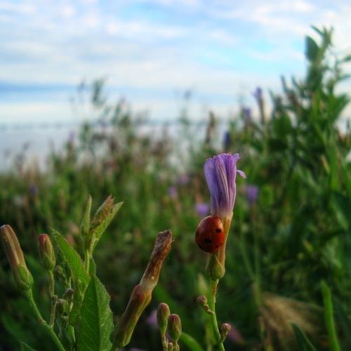 A tiny world is under our feet.