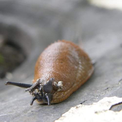 The slug is going for a walk.