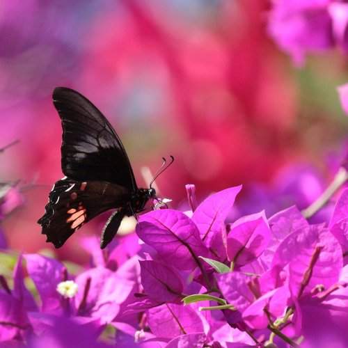 Borboleta Negra