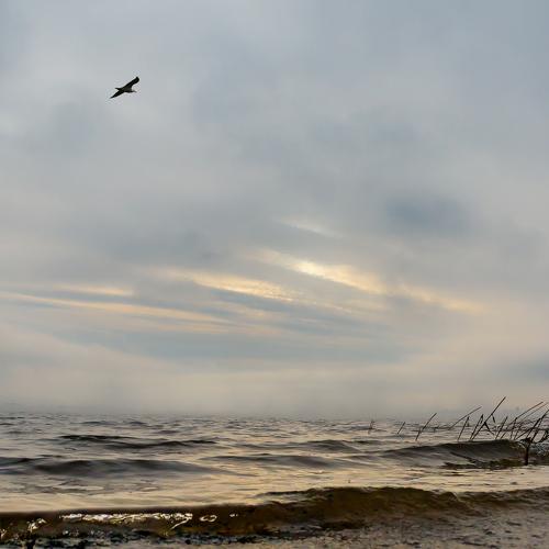 Photo #2499560