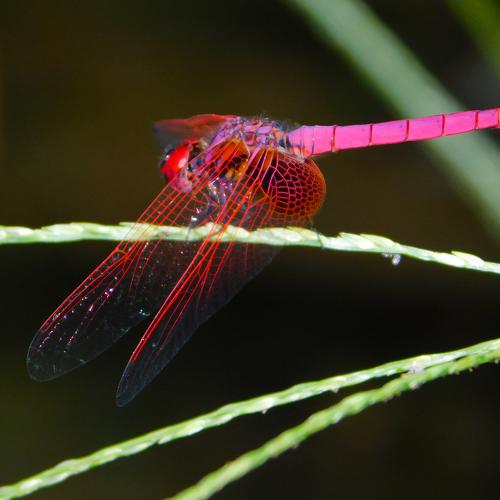 RED DRAGON FLY