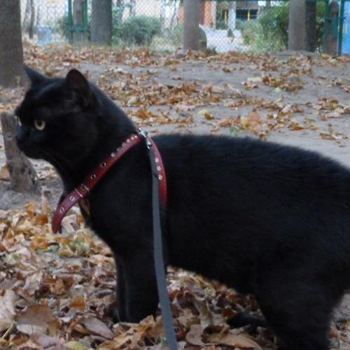 Мой котя Ч13