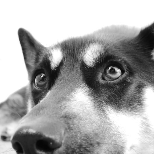 zena
