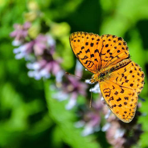 yellow butterfly