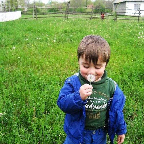 dandelion