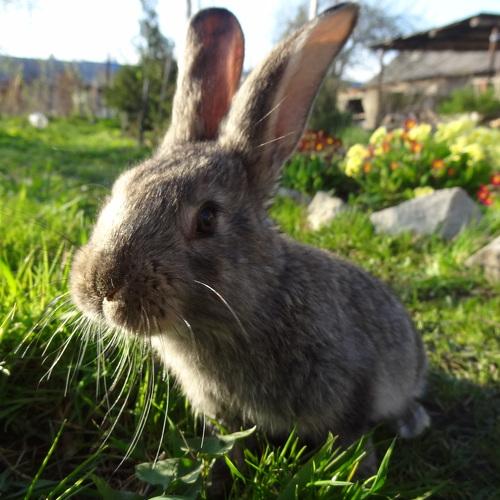 Photo #2504730