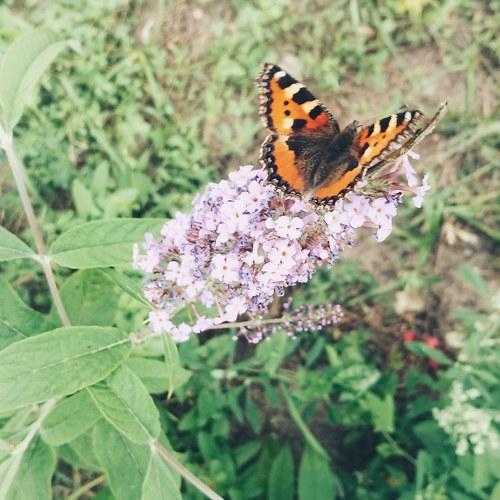 Photo #2505479