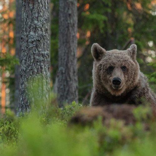 The King of the forest