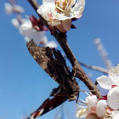 Photo #2506732