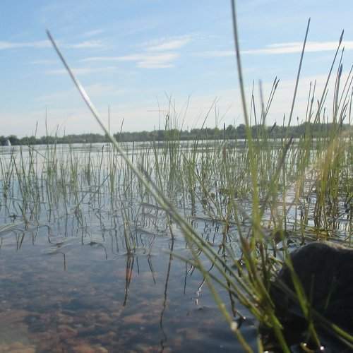 Река Мста