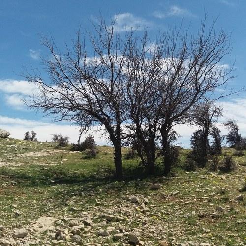 Black tree