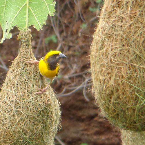 Intelligent birds