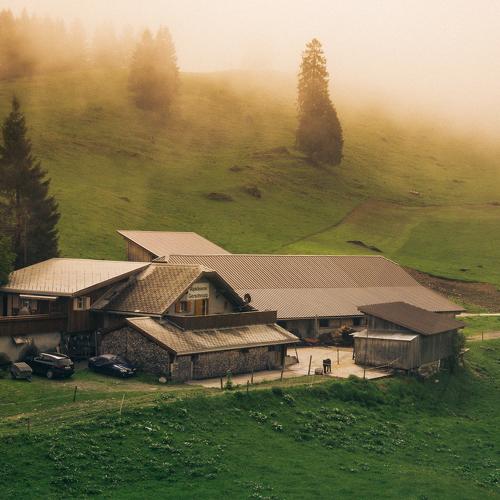 Misty Morning