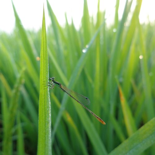 Village stories Fly in crops