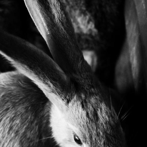 Photo #2508854