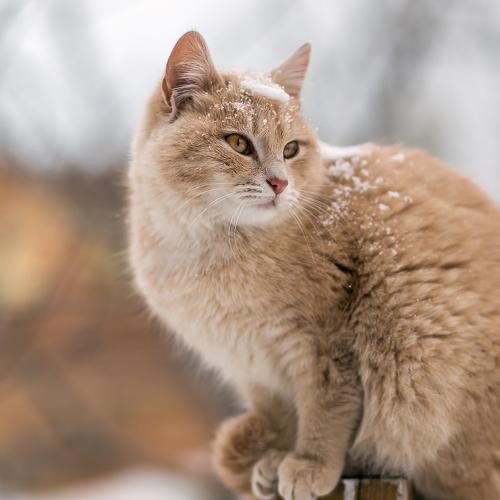 Cat on a wooden fence in winter