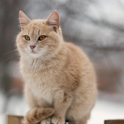 Fluffy cat on a wooden fence