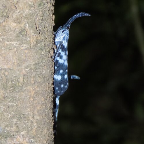 Unknown insect