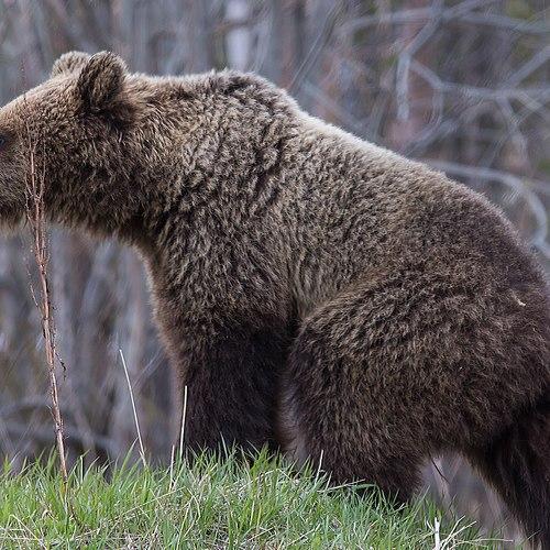 Мишка на севере