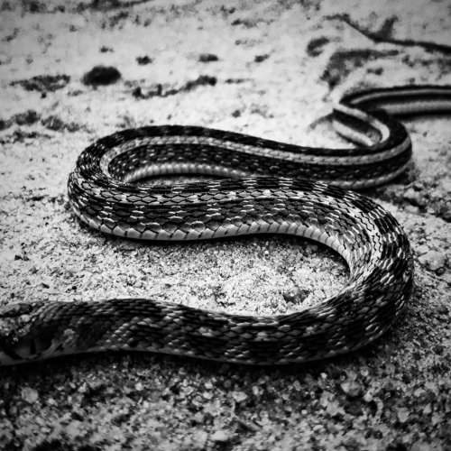 Black and white snake