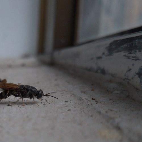 Insect of Death
