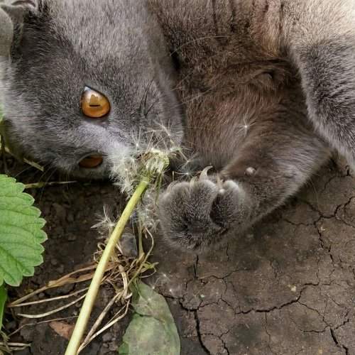Котя)