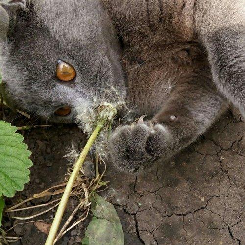Котя)