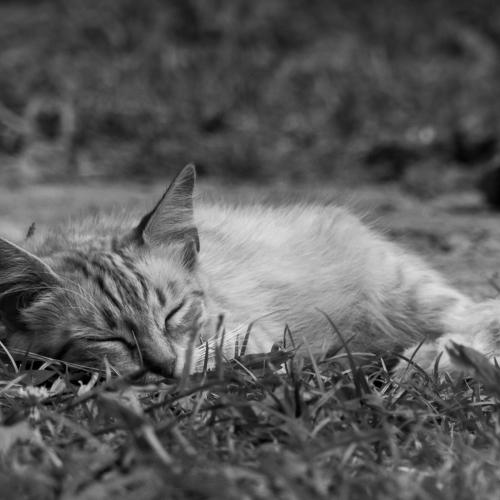 Sleeping kitty