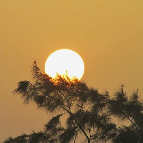 sun caressed by the trees