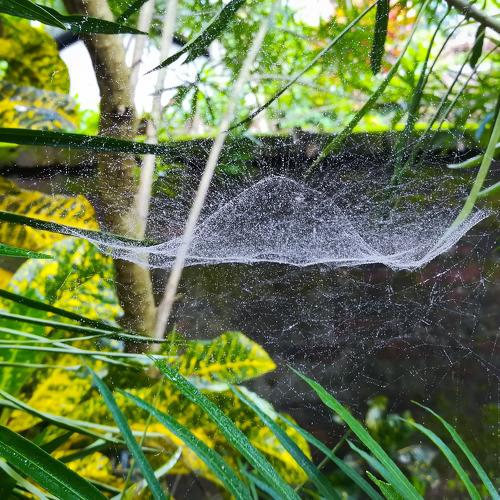 The Spider UFO