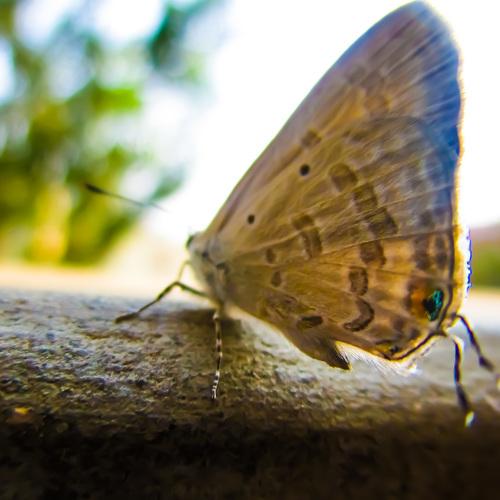 mini fly