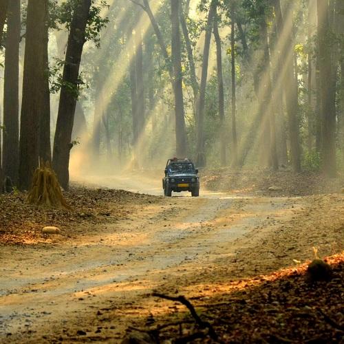 Ray-lit woodlands