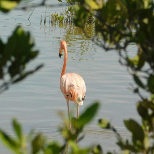 flamingos