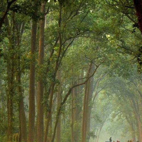 Mesmerising Forest