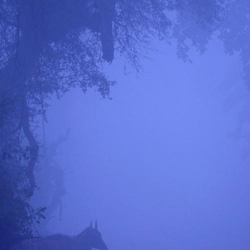 Bluebull in bluish hue