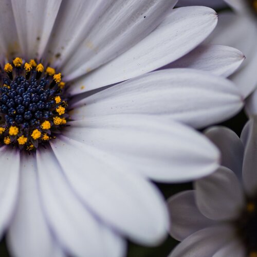 Daisies in English Garden