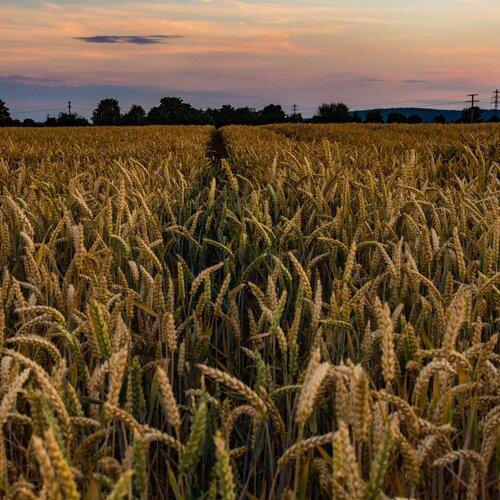 Wheatfield in Sulzbach