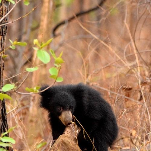 Excited Cub
