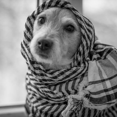 собачья меланхолия