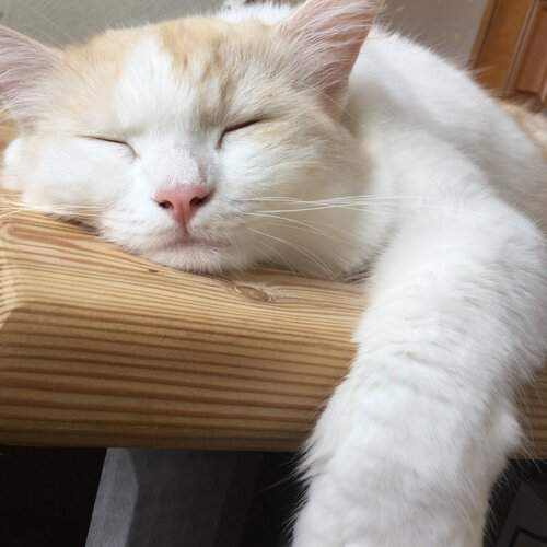 Кот
