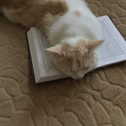 Photo #2514721