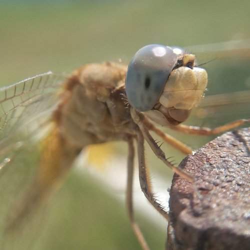 Dragonfly