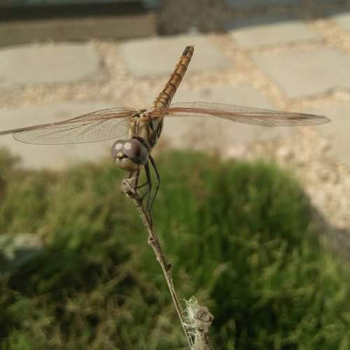 Photo #2515577