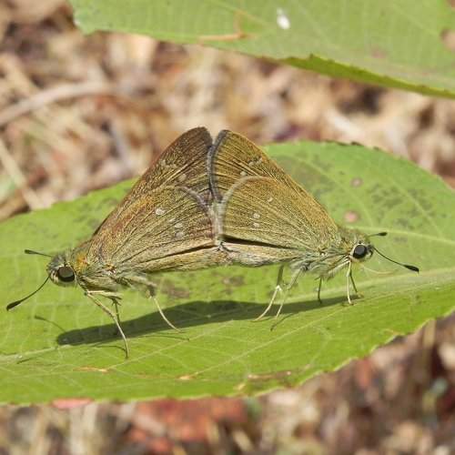 Butterfly Mating