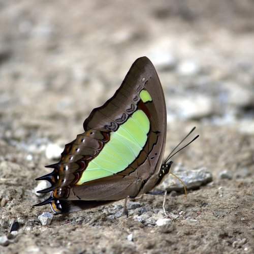 Common Nawab basking